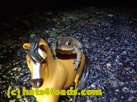 /home//u458753944/public_html/sourcegallery/////////////Roxborough Toad Detour/2021/2021-03-28/P3280102.JPG